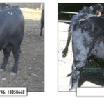 RBA-LLoyd-sired-by-connealy-right-answer-746-13058662-1024x349