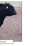 Ten-X-Sire-Registry-Number-17923181-1024x349